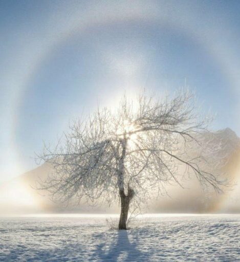 Leafless tree in the snow