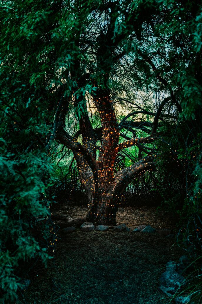Tree with LED lights wrapping it