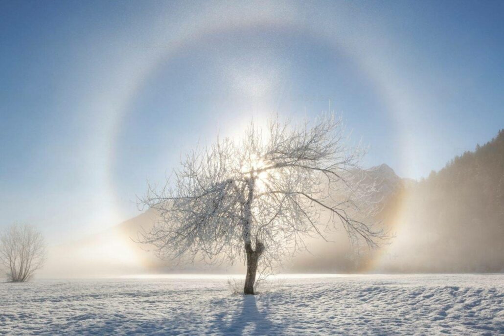 Leafless tree in the snow