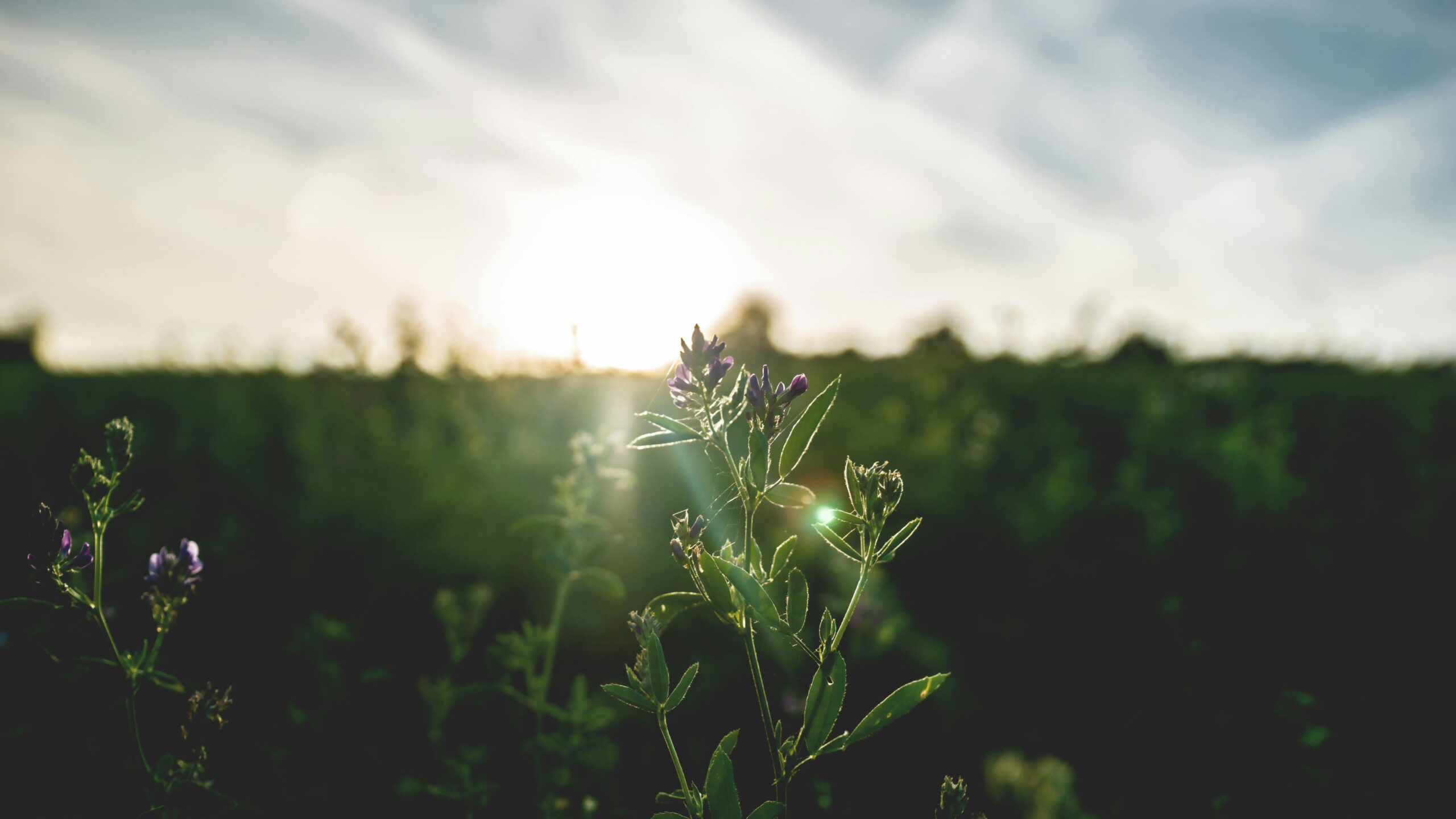 Close up of a flower at sunrise
