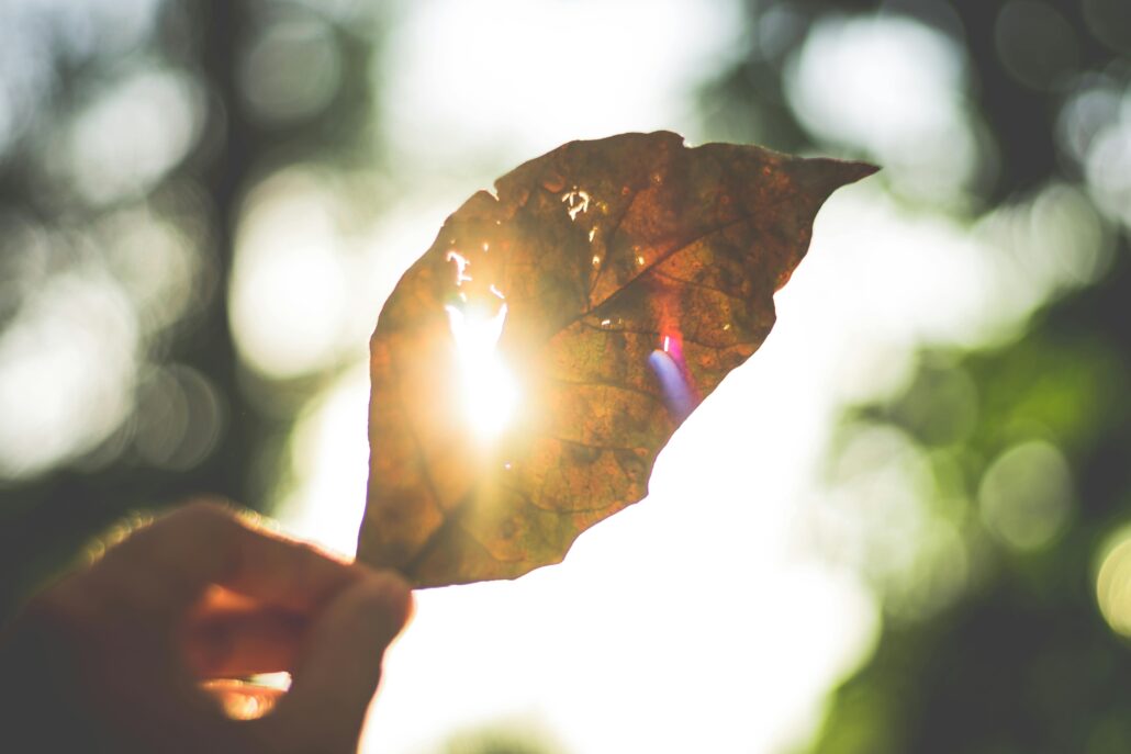 Light shinning through leaf